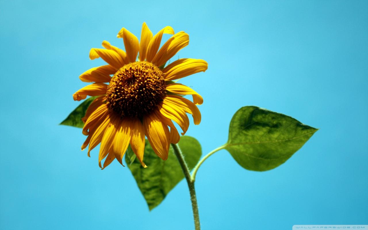 向日葵植物唯美好看的高清图片电脑桌面壁纸下载第一辑
