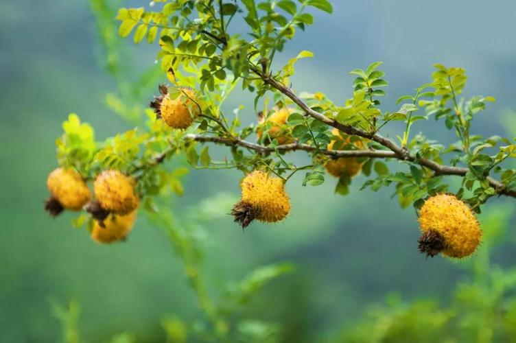 深藏在贵州大山之中的野生刺梨是珍贵的天然药食两用植物被誉为