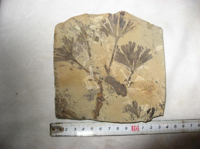 古代植物化石
