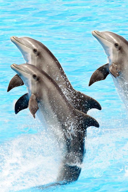 三头跳跃起的海豚海洋动物图片