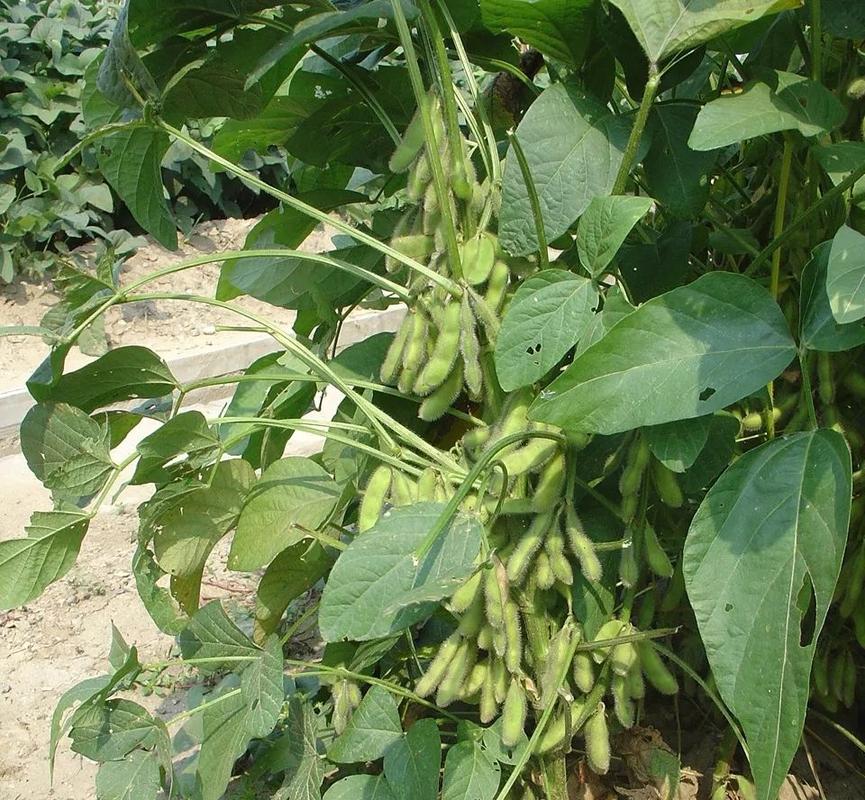这4种病虫害在种植大豆是最常见预防办法从选择品种做起
