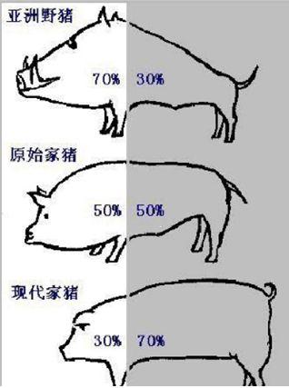 二师兄进化史中国猪的前世今生