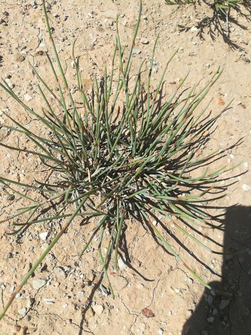 沙漠里的麻黄草是一种药用植物.