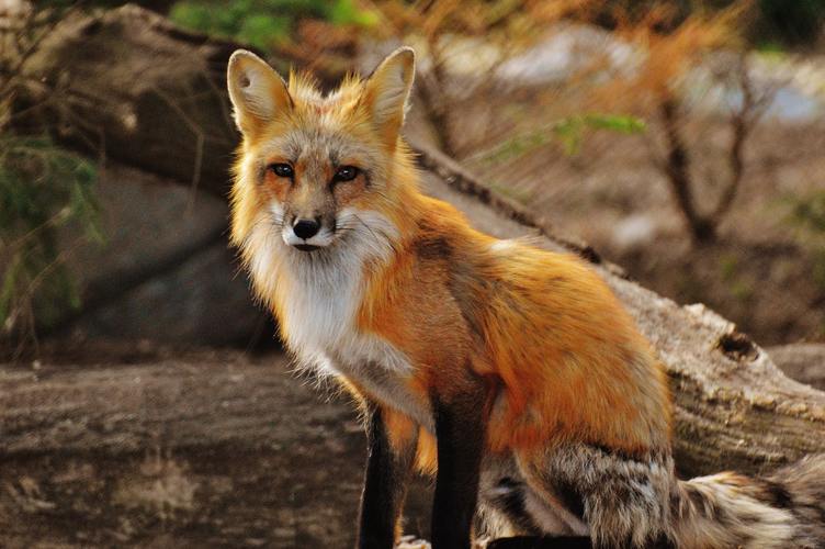 好看的狐狸图片野生动物狐狸野生狐狸