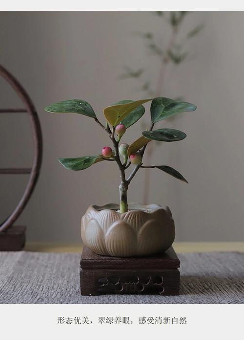 中式盆栽摆件书房菩提小绿植