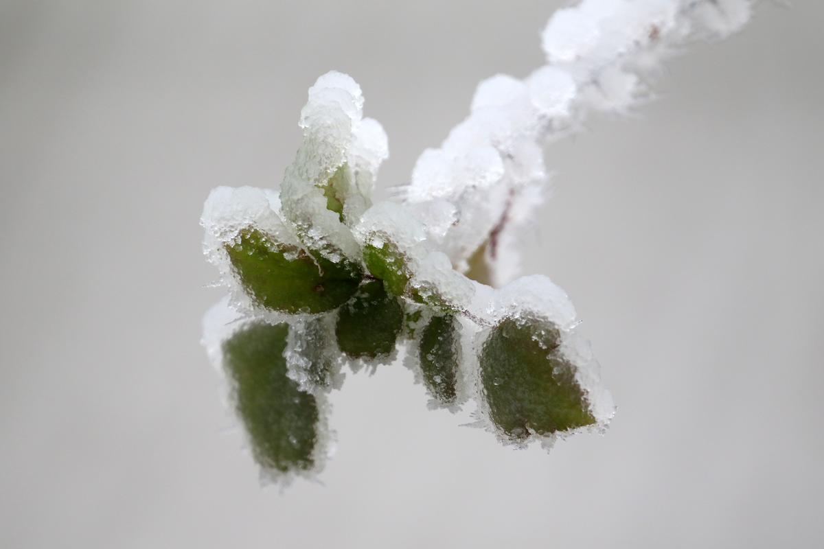 冰雪中的植物