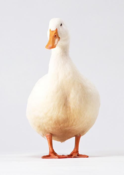 家禽鸭子鸭小鸭崽动物鸭子图片