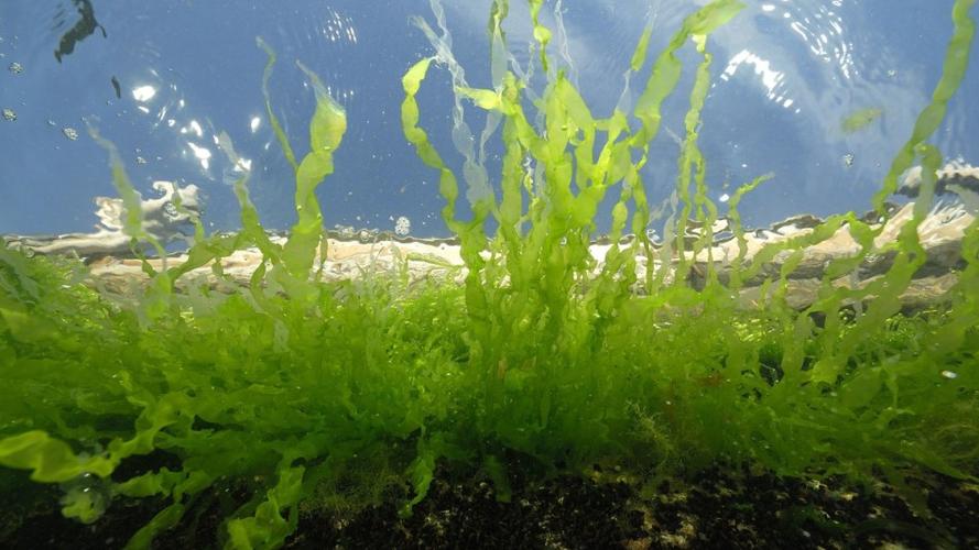 金鱼藻是藻类植物吗