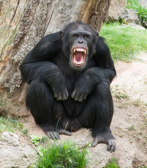 愤怒的黑猩猩