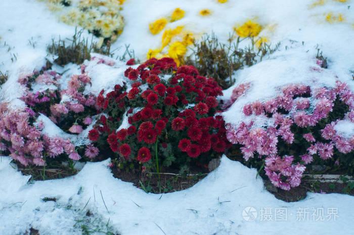 冬天美丽的彩色花