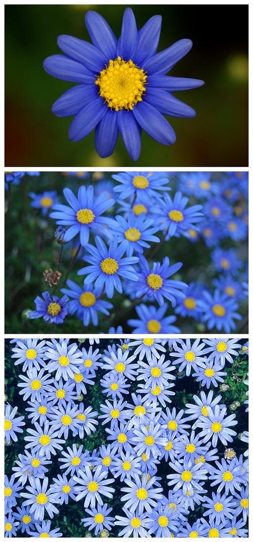 蓝色费丽菊植物
