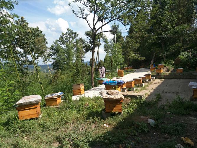美美养蜂场出售天然纯正蜂蜜欢迎抢购.副本