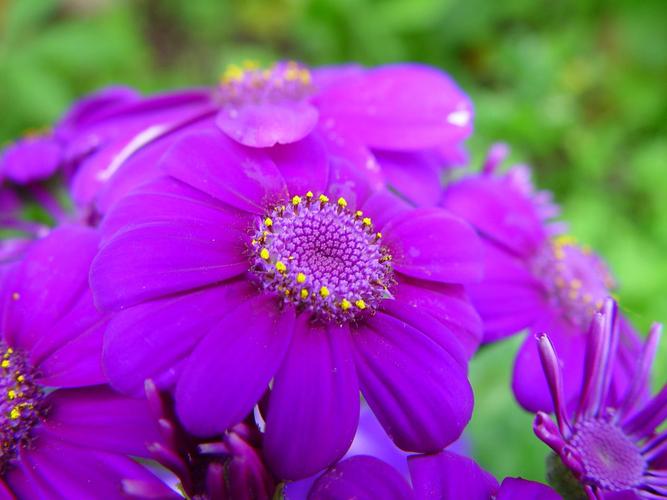 紫色的花朵微距摄影花瓣春天