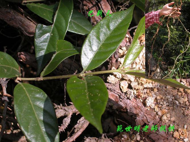 ruan是茜草科巴戟天属直立灌木植物高约2.5米花期夏季果期秋季.