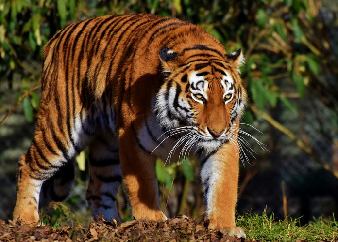 凶猛霸气的老虎750x1334分辨率下载凶猛霸气的老虎图片壁纸动物