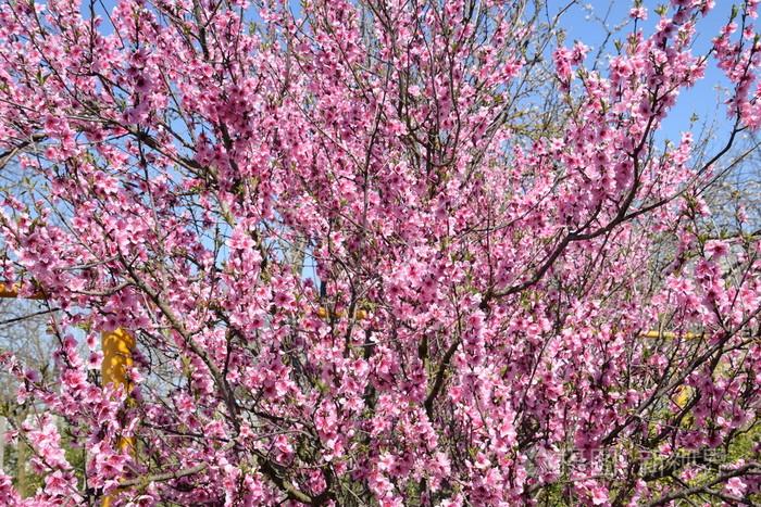 花园里盛开的野桃春天开花的树桃花授粉