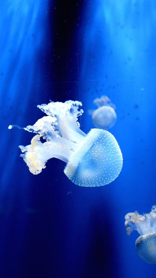 水母触手水下海洋动物