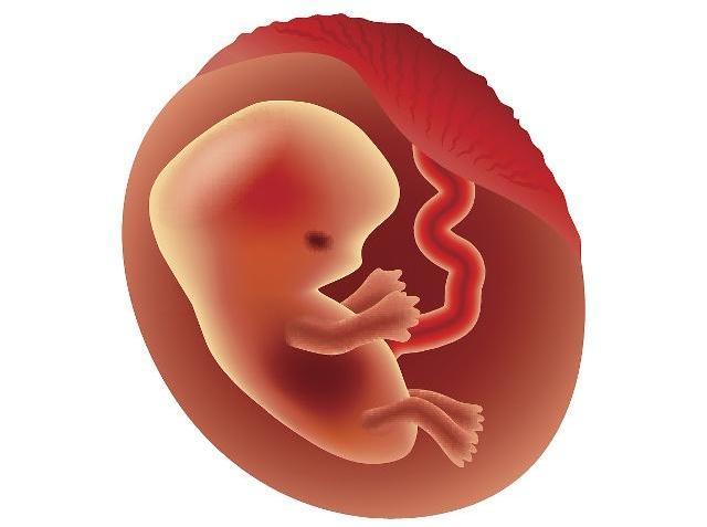 怀孕两个多月时胎儿长什么样看完你就知道了