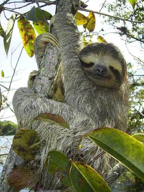 标签野生动物哺乳动物树懒简介分享一张树上的树懒图片喜欢的朋友