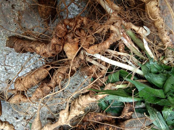 竹节包邮贵州野生人参250g新鲜中草药材竹根其他药食同源食品