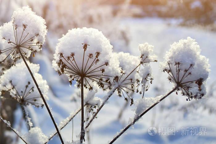干燥的植物覆盖着一层厚厚的白色蓬松的雪在冬天被朝阳的光线照亮