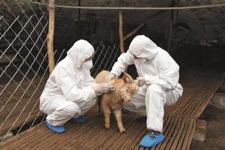 动物防疫法全新升级严防人畜共患检疫