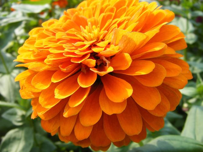 橙色金盏花图片鲜花花朵花卉菊花金盏花