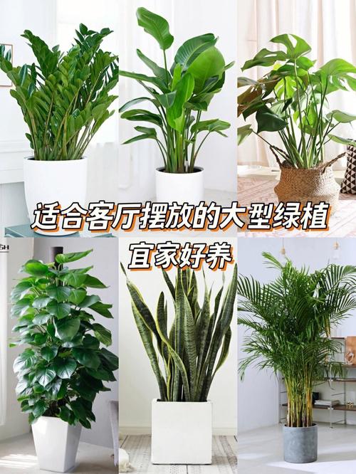今天向大家介绍6种适合客厅摆放的中大型绿色植物