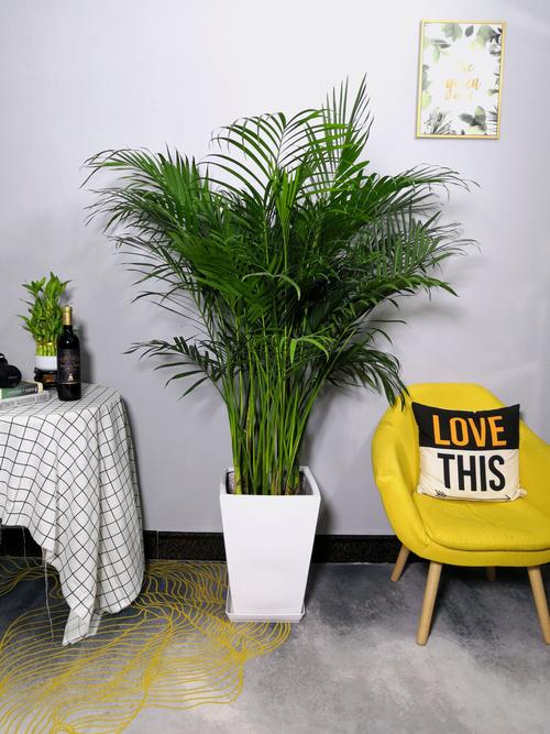 富贵椰子散尾凤尾盆栽办公室客厅室内四季常青大型绿植