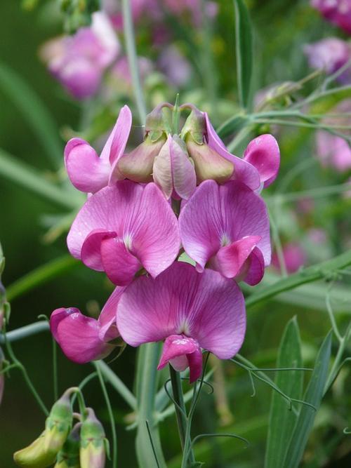 野豌豆蚕豆豆科faboideae豆科植物紫花开花花花园植物群免费的照片