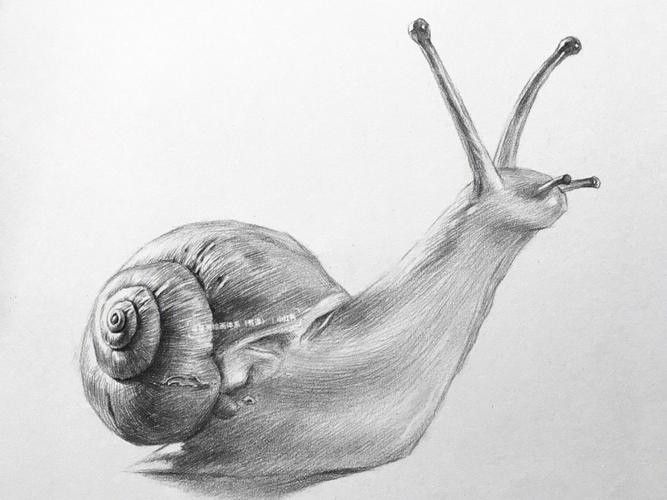 素描动物绘画蜗牛