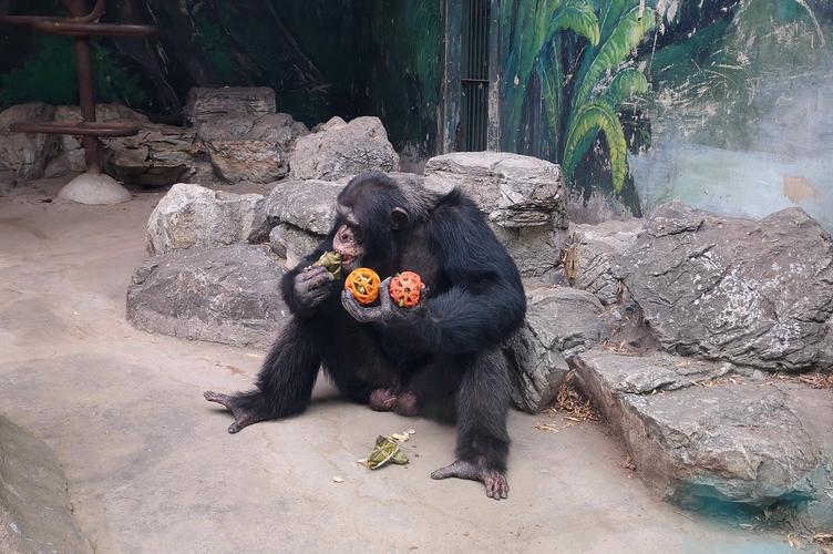 端午节北京动物园的动物吃啥粽子