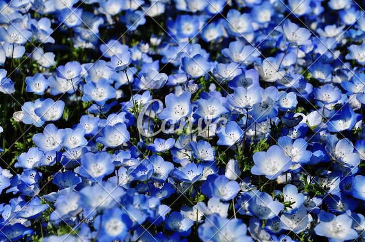 日本植物蓝色户外节日花春天黄金周亚洲自然