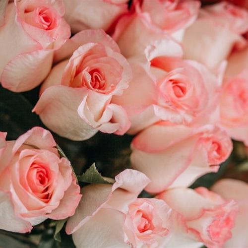 唯美高清惹人怜爱的粉色玫瑰花头像好看的风景图片