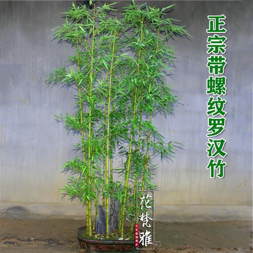 竹子名贵品种正宗罗汉竹佛肚竹庭院室外观赏绿植