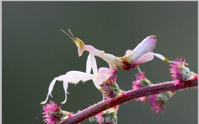 属花螳螂分布在马来西亚热带雨林和印度尼西亚.
