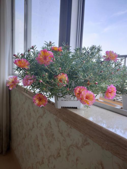 窗台上的太阳花