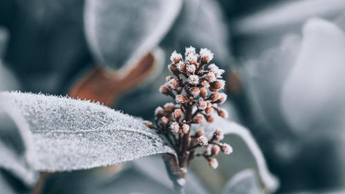 冬季挂霜唯美的植物图片壁纸