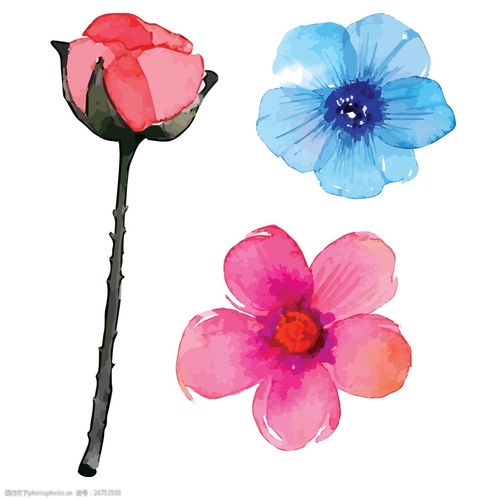 高清手绘玫瑰花花朵图案装饰素材