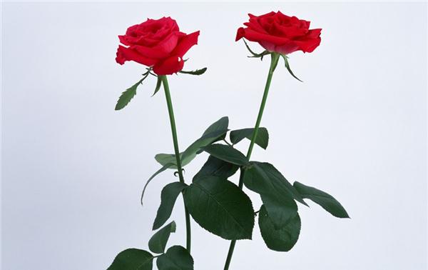 玫瑰花是爱情之花.
