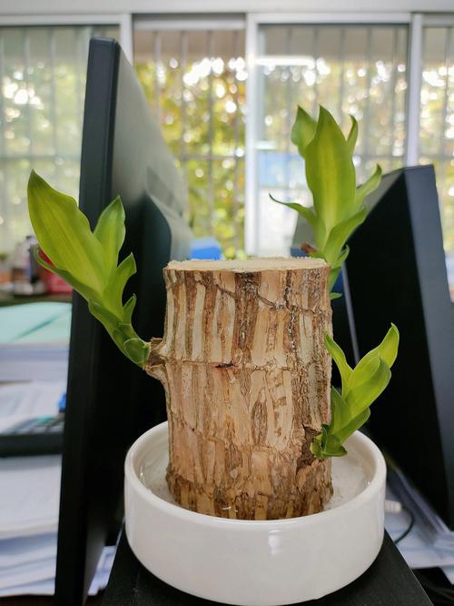办公室最好养的绿植巴西木