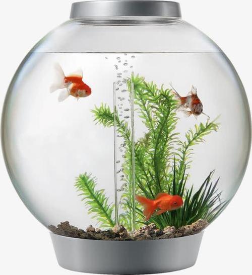 小玻璃鱼缸适合养什么水草