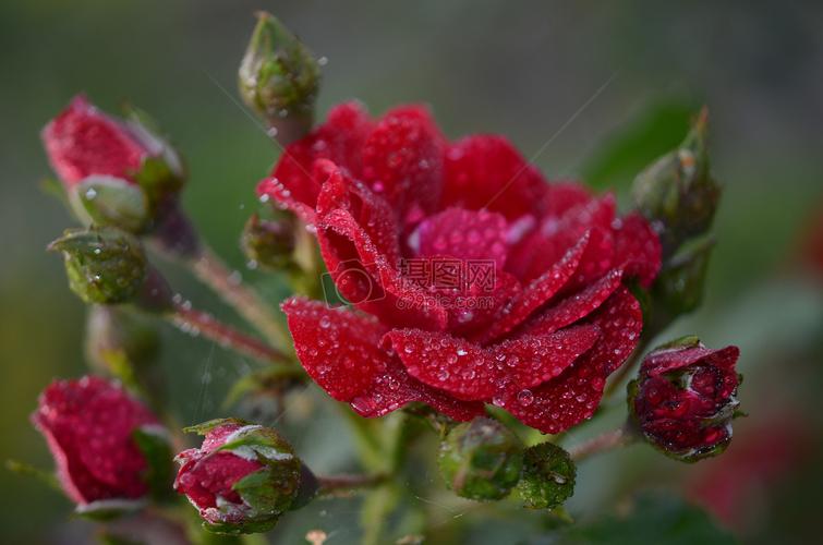 红色玫瑰的露水和花骨朵