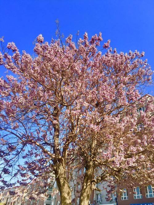 驿城新区大道边有两颗梧桐树开花很漂亮.