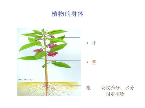 三年级科学上册《植物的茎》青岛版ppt