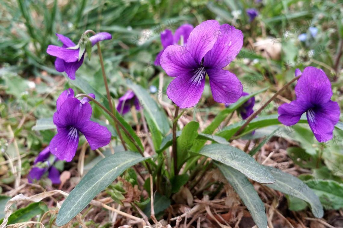 紫花地丁草的功效与作用紫花地丁能治妇科病