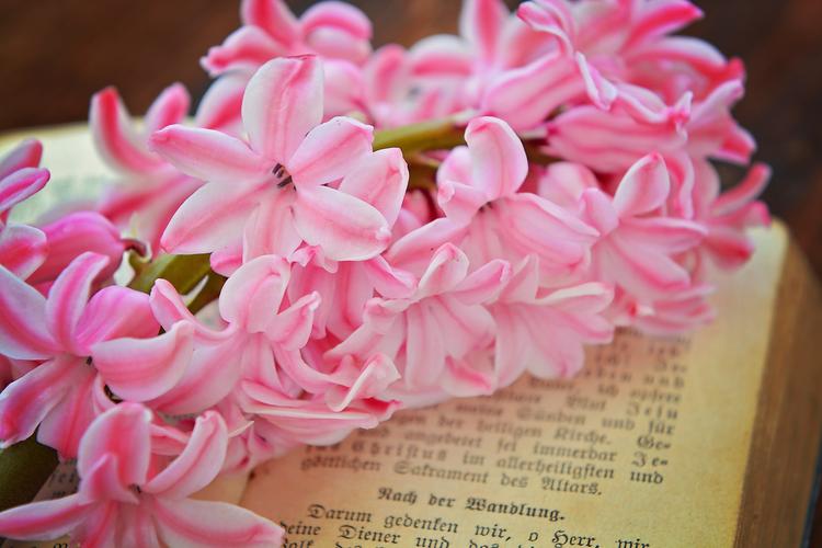 书本上的唯美粉色风信子摄影图片花卉鲜花花朵书本风信子洋水仙西洋