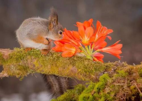 当动物亲吻花朵这是世界上最萌的照片