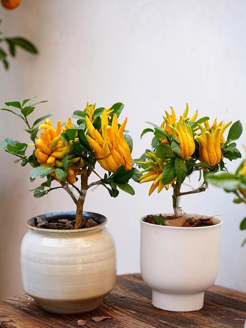 佛手芸香科柑橘属性植物又名吉祥果佛手柑成熟的佛手颜色金黄并能