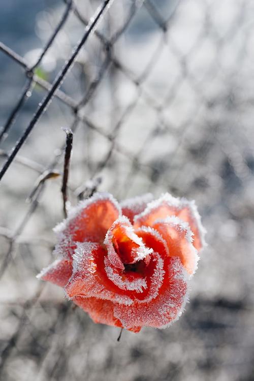 冬天霜冻花卉植物冬天凌寒而开的花